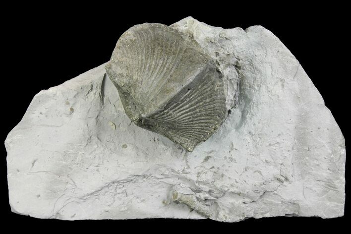Pyrite Replaced Brachiopod (Paraspirifer) Fossil on Shale - Ohio #136656
